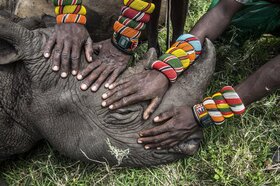 Természet kategória, első hely: a National Geographic magazinnak dolgozó Ami Vitale fotója egy halott orrszarvúról, amit a samburu törzs harcosai terítettek le. A kihalás szélén álló faj egyik példánya volt a törzsi vadászok első zsákmánya. (Fotó: Ami Vit