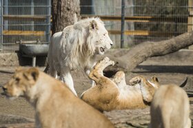 A Hollandiából érkezett Ikosi állt a falka élére, miután a korábbi vezér Elek húszéves korában elpusztult. Az állatkertbe egy nőstény fehér oroszlán is érkezett Csehországból.