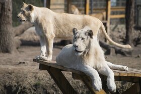 A Hollandiából érkezett Ikosi állt a falka élére, miután a korábbi vezér Elek húszéves korában elpusztult. Az állatkertbe egy nőstény fehér oroszlán is érkezett Csehországból.
