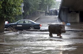 A nagy esőzések miatt rengetegen veszítették el az otthonukat, ráadásul az árvíz megrongálta a Tbiliszi állatkert falait, így lehetővé tette, hogy veszélyes állatok szökjenek ki....