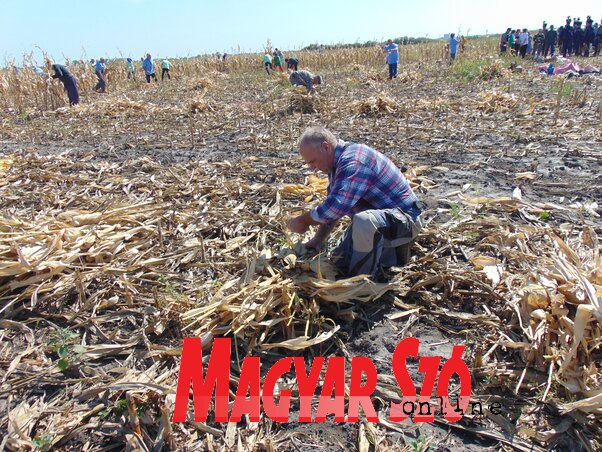 Vágták a szárat, majd kévékbe kötötték azokat (Vidács Hajnalka felvétele)