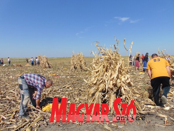 A kévéket kúpba állították, illetve kiszedték a szemetet a kukoricarakásokból, hogy azok elnyerjék a zsűri tetszését (Vidács Hajnalka felvétele)