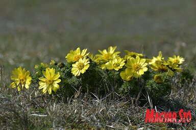 A magyarkanizsai Járáson már március első napjaiban elkezdett virágozni a tavaszi hérics (Fotó: Gergely József felvétele)