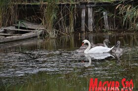 Hagyományörző és környezetvédelmi tábor Ludason