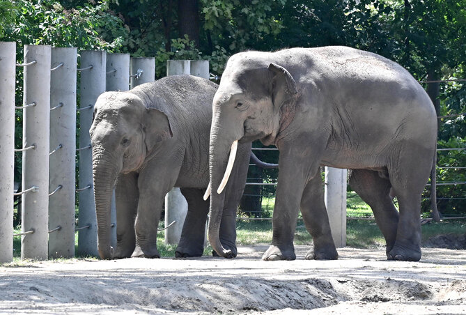 Az elefántok közönségkedvencek (Fotó: Ótos András)