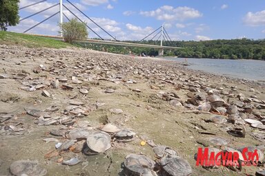 Az újvidéki Strand egyes szakaszait ellepték a kagylótetemek (Szeli Balázs felvétele)