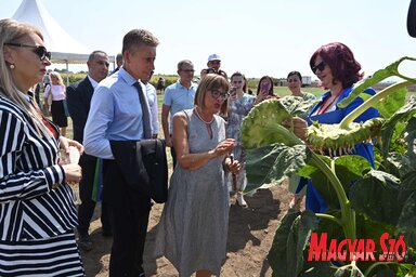 mezőgazdaság kukorica termények ősz