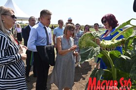 mezőgazdaság kukorica termények ősz