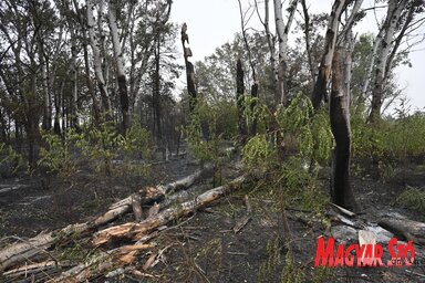 Az aljnövényzet szinte teljesen leégett, és több fa is eltört / Molnár Edvárd felvétele