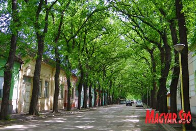 A Drapšin tábornok utca (Fotó: Vidács Hajnalka)