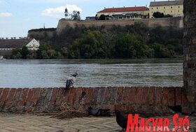 Folyamatosan emelkedik a Duna vízszintje Újvidéknél