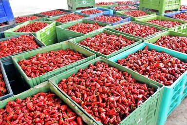 Nehezen nőtt a paprika az aszályos időben (Surányi Csilla felvétele)