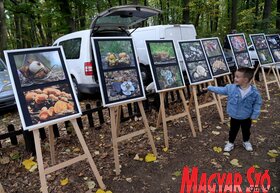 A gombászok 21. találkozója a Fruška gorán