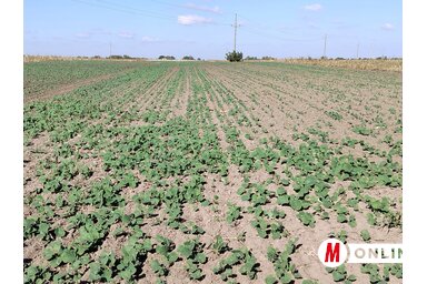 A repce szomjazik, sok helyen a kelés is egyenetlen. (Fotó: Tóth Péter felvétele) A repce szomjazik, sok helyen a kelés is egyenetlen. (Fotó: Tóth Péter felvétele)