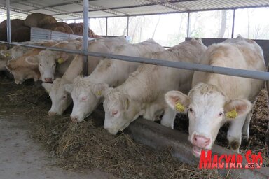 A fajtiszta húsmarhákat tenyészállatként és hízómarhaként hasznosítják