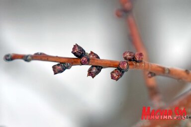 A rügyek a januári-februári magas hőmérséklet hatására megduzzadtak (Fotó: Gergely Árpád)