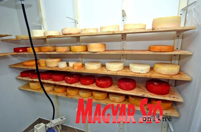 Minél tovább tárolják, annál finomabb lesz a sajt (Fotó: Gergely Árpád)