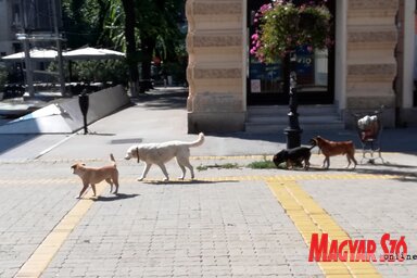 A város utcáin rendszeresen találkozni kóbor kutyákkal (Fotó: Benedek Miklós)