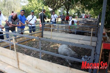 A pacséri szakmai nap érdekessége volt a mangalica koca és 6 kismalaca (Kazinczy Paszterkó Diana felvétele)