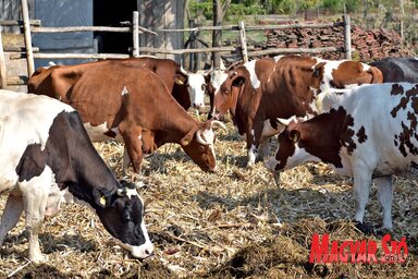 Kína évente 500 000 tonna marhahúst vásárolna (Gergely Árpád felvétele)