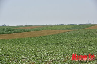 Az ősi  szántóföldi növényeket kiszorították a hibridek (Miklós Hajnalka felvétele)