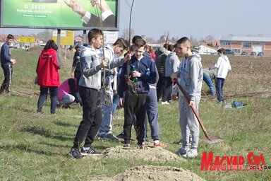 Diákok ültetik a facsemetéket a Temerinből Újvidékre vezető műút mentén (Góbor Béla felvétele)