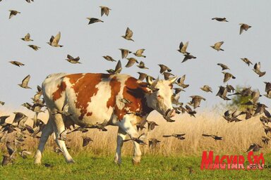 Seregélyek követik a legelő marhát (Gergely József felvétele)