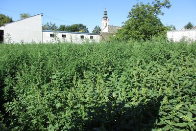 Parlagfűtenger a város szívében (Fotó: Fekete J. József)