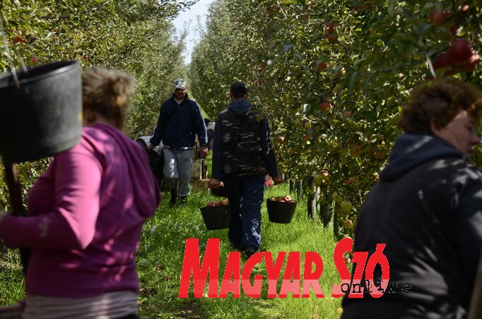 Az almaszedésért 180–200 dináros napszámot fizetnek a gazdák