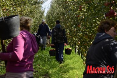 Az almaszedésért 180–200 dináros napszámot fizetnek a gazdák