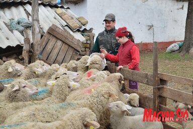 Róbert és Brenda együtt szokták etetni a juhokat (Lakatos János felvétele)