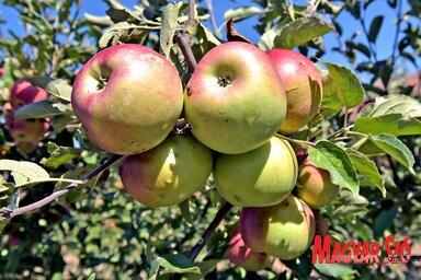 A kiváló horgosi almát a kistermelők a piacokon kénytelenek értékesíteni, mert külföldre nem tudnak szállítani (Fotó: Gergely Árpád)