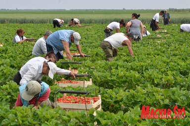 A mezőgazdaságban nagy a munkaerőhiány, ez az idénymunka idején látszik leginkább (kép: Ótos András)