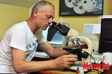 Dragiša saját mikroszkópján végzi a mikrogombák meghatározását (Gergely József felvétele)