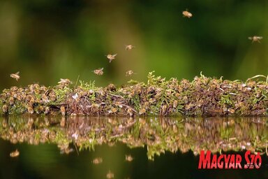 A méhek megszomjaznak a nyári melegben (Gergely József felvétele)