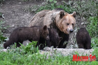 A medvék olykor közelebb merészkednek, mint gondolnánk (Ótos András felvétele)