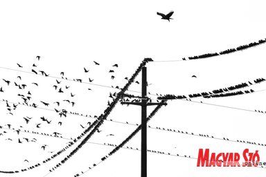 A távvezetékeken megpihenő madarak ki vannak téve az áramütés veszélyének (Fotó: Gergely József)