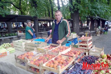 Nagy Miklós, a Zentai Gazdakör gyümölcsészeti szakágának a vezetője (Fotó:  Horváth Zsolt)