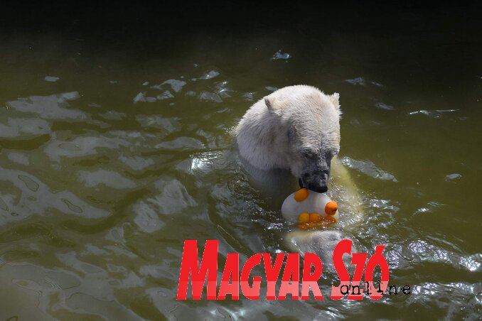 … Cukker mellé azonban azért sem könnyű a párválasztás, mert Európában alig néhány állatkertben van jegesmedve. Szabadka után csak Nyíregyházán, majd pedig legközelebb Bécsben (Fotó: Molnár Edvárd)