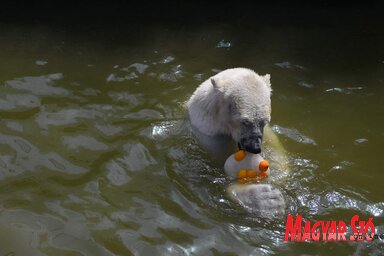 … Cukker mellé azonban azért sem könnyű a párválasztás, mert Európában alig néhány állatkertben van jegesmedve. Szabadka után csak Nyíregyházán, majd pedig legközelebb Bécsben (Fotó: Molnár Edvárd)