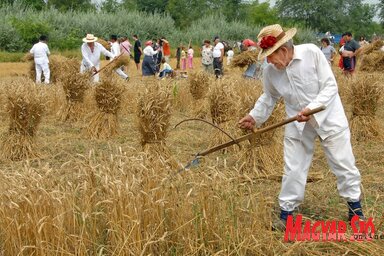 Aratás Felsőhegyen, csak nem az idén