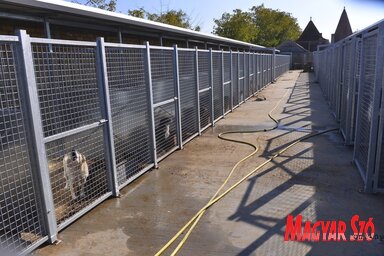 Egy kennelben két kutyát helyeznek el. Összesen kétszáz férőhelyes lesz a menhely újonnan kialakított tiszta része (Fotó: Molnár Edvárd)