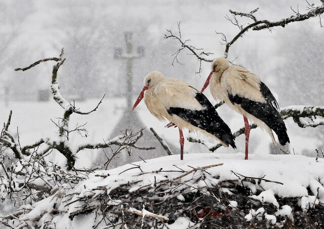 A hó kellemetlen tréfát űzött a gólyáinkkal (Fotó: Gergely József)