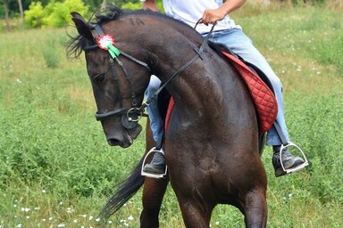 Viktor a győztes, a lovát ugratja (Fotó: Gergely József)