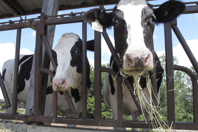 FILE - Cows on pasture at the University of Vermont dairy farm eat hay in a Thursday, July 23, 2020 file photo, in Burlington, Vt. The dairy industry has a familiar question for you: �Got mi