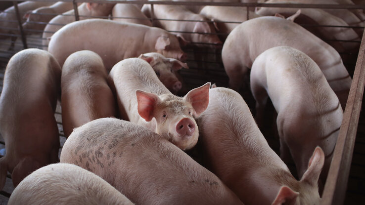 With meatpacking plants reducing processing capacity nationwide, U.S. hog farmers are bracing or an unprecedented crisis: the need to euthanize millions of pigs.