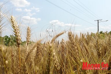 Közép-Bánátban átlag 25-40 mázsa kenyérgabona termett egy láncon (Vidács Hajnalka felvétele)