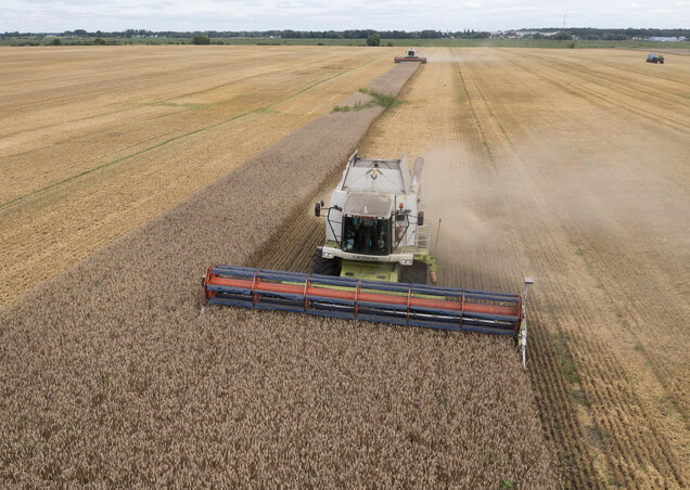 FILE - Harvesters collect wheat in the village of Zghurivka, Ukraine, on Aug. 9, 2022. The fate of a wartime deal designed to move food from Ukraine to parts of the world where millions are