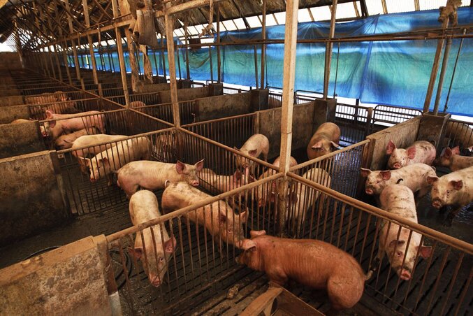 CORRECTS DISTANCE IN MILE - Pigs stay at a pigpen in Minami Soma, Fukushima Prefecture, northeastern Japan, Wednesday, April 13, 2011. The city is inside the evacuation zone within 20 kilome