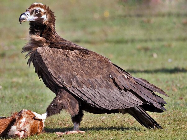 Visszatért régi lakóhelyére a barátkeselyű (Aegypius monachus), a Balkán-félsziget valamikor legnagyobb madara (Wikipedia)